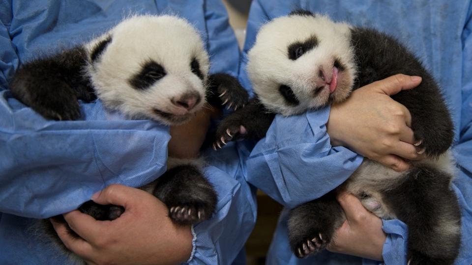 Zoo de Beauval : les jumelles panda font leur première sortie ce samedi