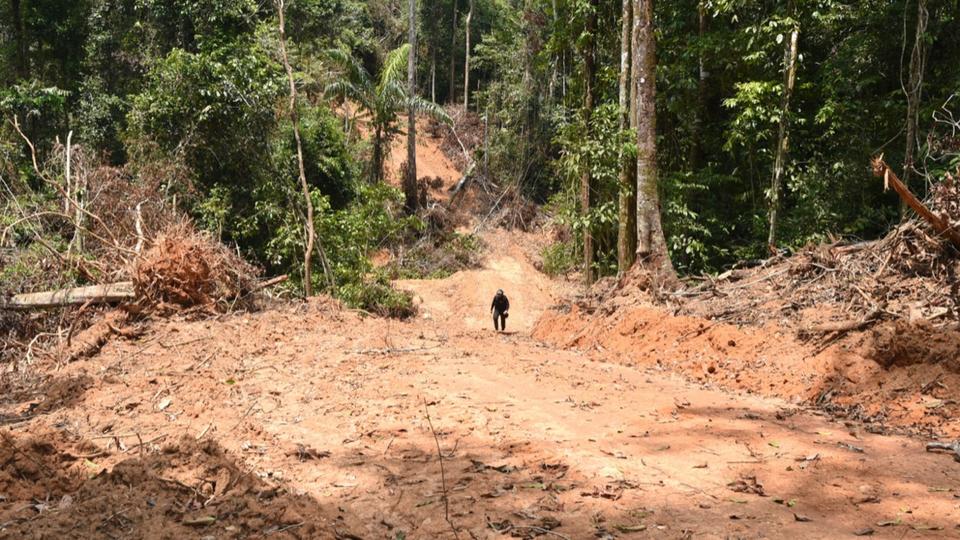 Déforestation : la forêt amazonienne pourrait se transformer en savane, alertent des chercheurs