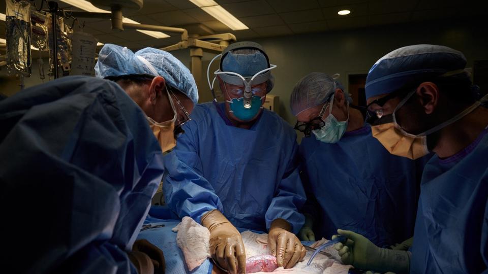 Le deuxième patient au monde à avoir reçu une greffe de coeur de porc est décédé