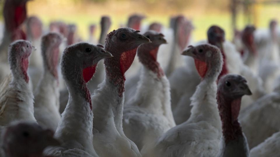 Grippe aviaire : l'Etat demande à réduire le nombre de volailles d'élevage dans l'ouest du pays