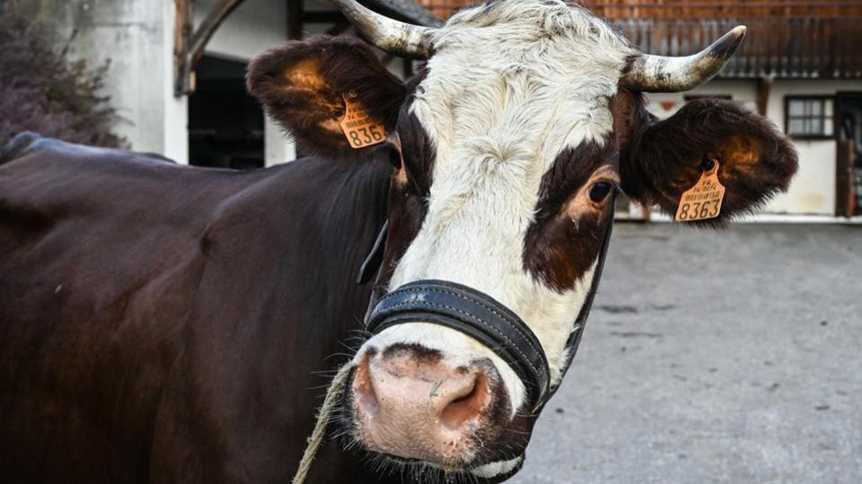 Salon de l'Agriculture : tout savoir sur Neige, vache égérie de l'édition 2022