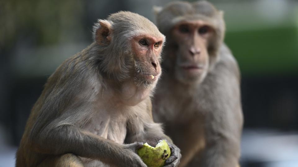 Inde : des singes responsables de la mort de centaines de chiots capturés