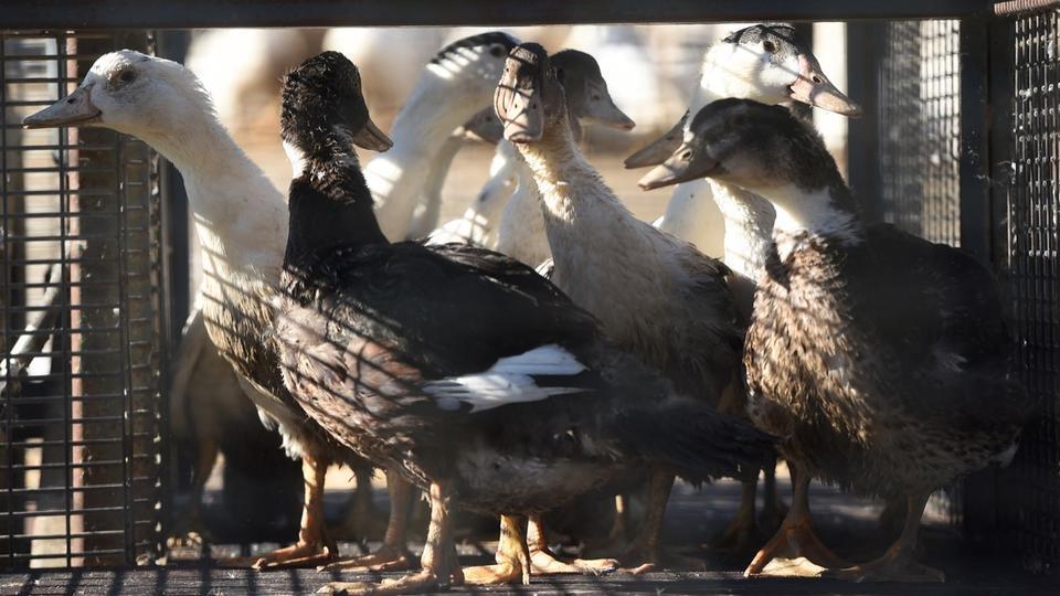 Grippe aviaire : le premier foyer de l'année détecté dans un élevage des Landes, 5.300 canards abattus