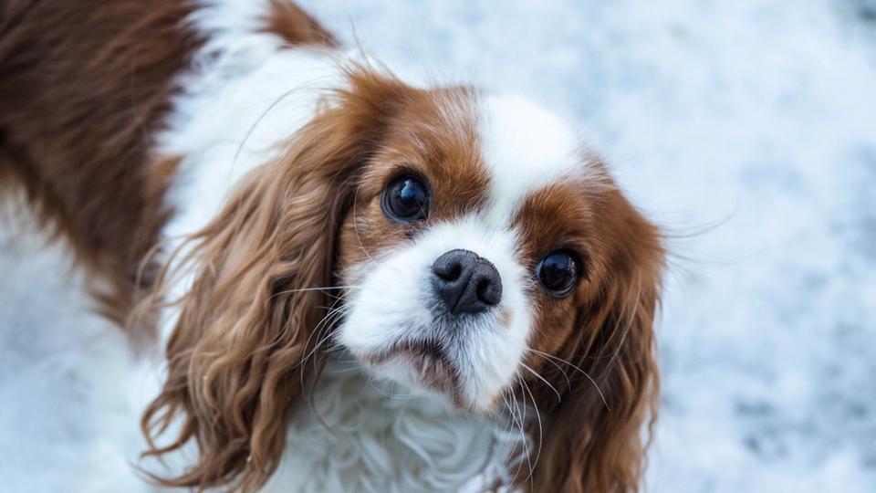 Voici les 5 races de chiens les plus exposées aux problèmes de santé, selon une vétérinaire