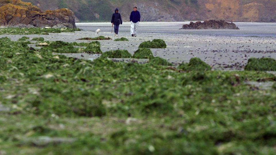 Bretagne : Que savons-nous des algues vertes qui polluent le littoral breton ?