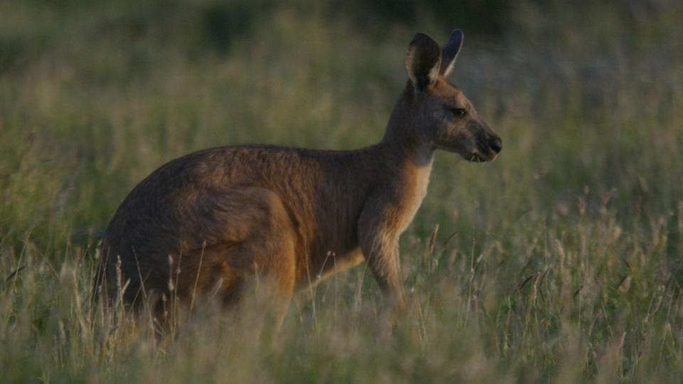 Un kangourou «de compagnie» soupçonné d'avoir tué un Australien