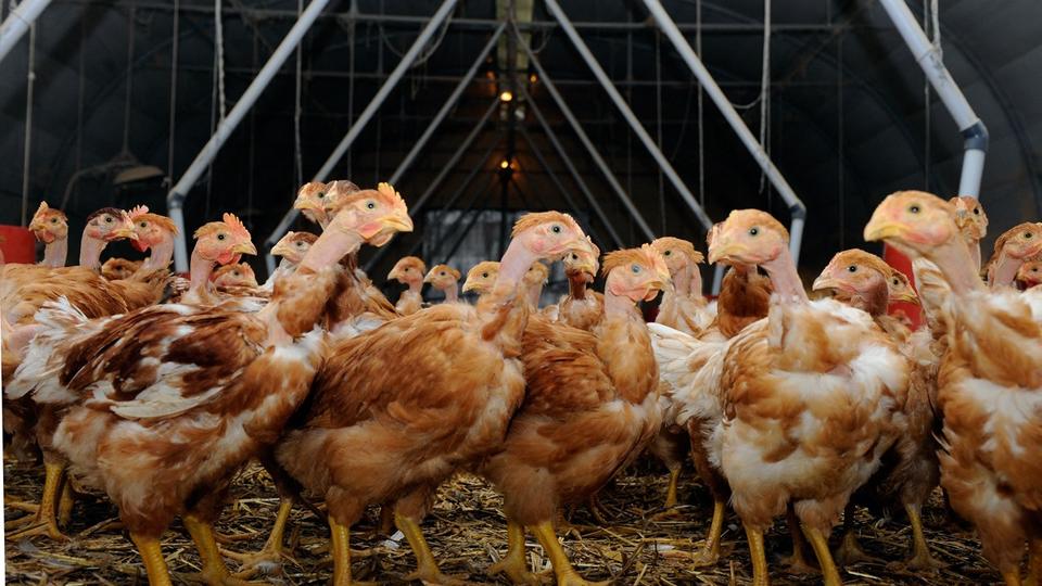 Grippe aviaire : plus de 770.000 volailles abattues depuis l'été, selon le ministère de l'Agriculture