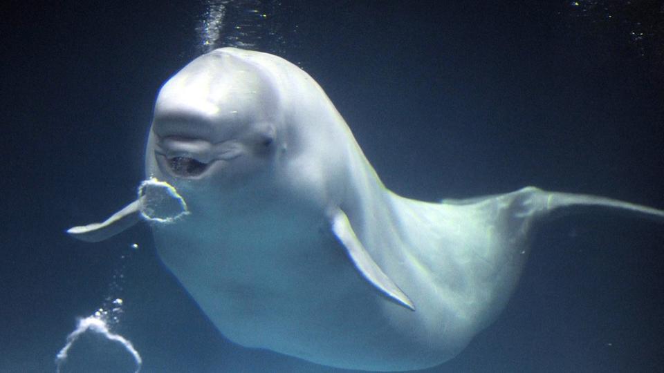 «L’animal aquatique inhabituel» repéré dans la Seine serait un beluga