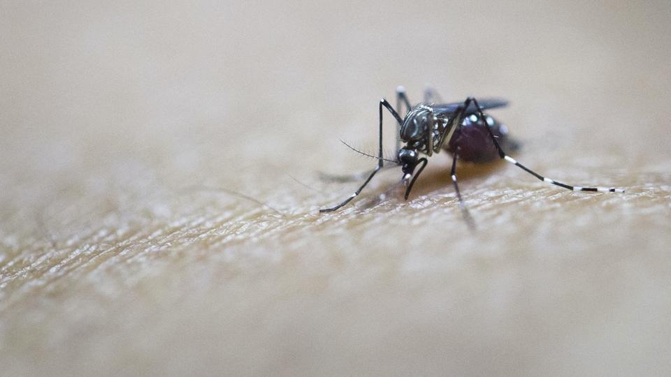 Gard : une jeune femme piquée plus de 200 fois par des moustiques