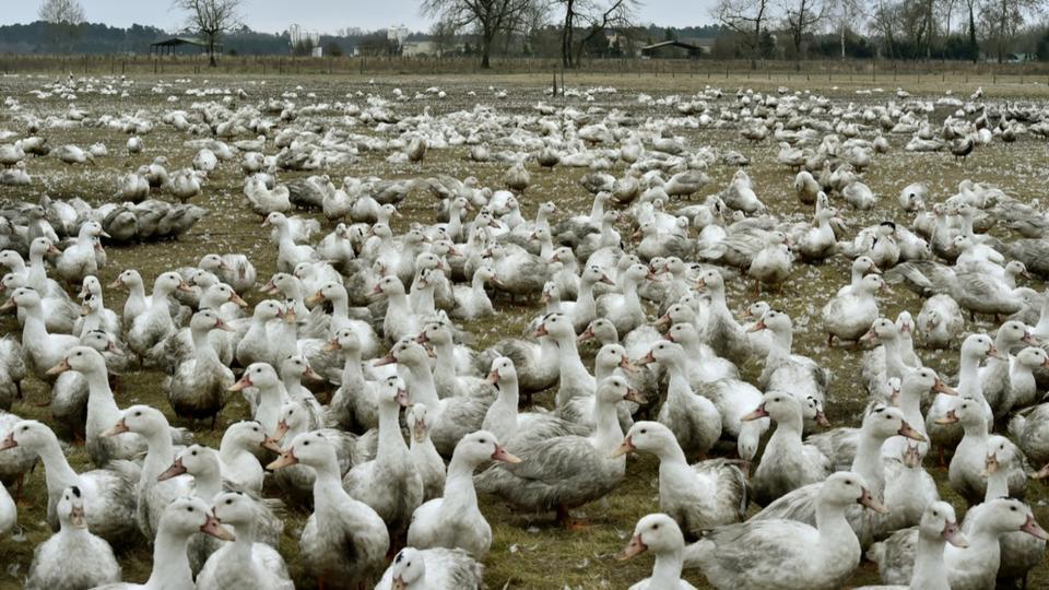 Grippe aviaire : six nouveaux élevages touchés dans les Landes