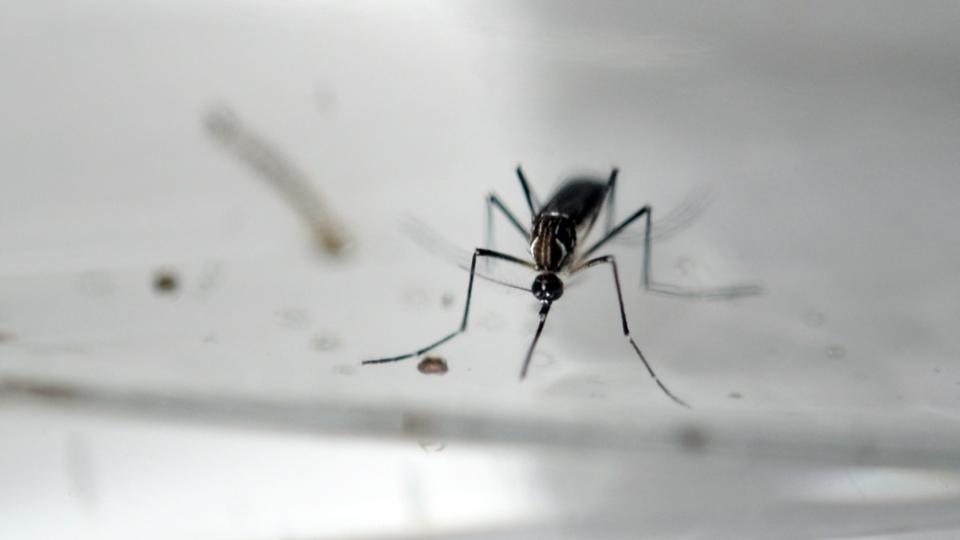 Pourquoi les États-Unis vont-ils libérer 2 milliards de moustiques génétiquement modifiés ?