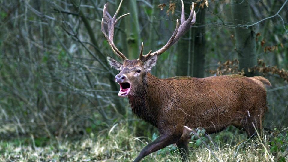 Meuse : un chasseur meurt percuté par un cerf lors d'une battue