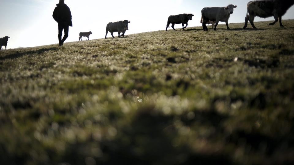 « L'Amour est dans le pré » : des centaines de vaches maltraitées retrouvées chez un ancien candidat