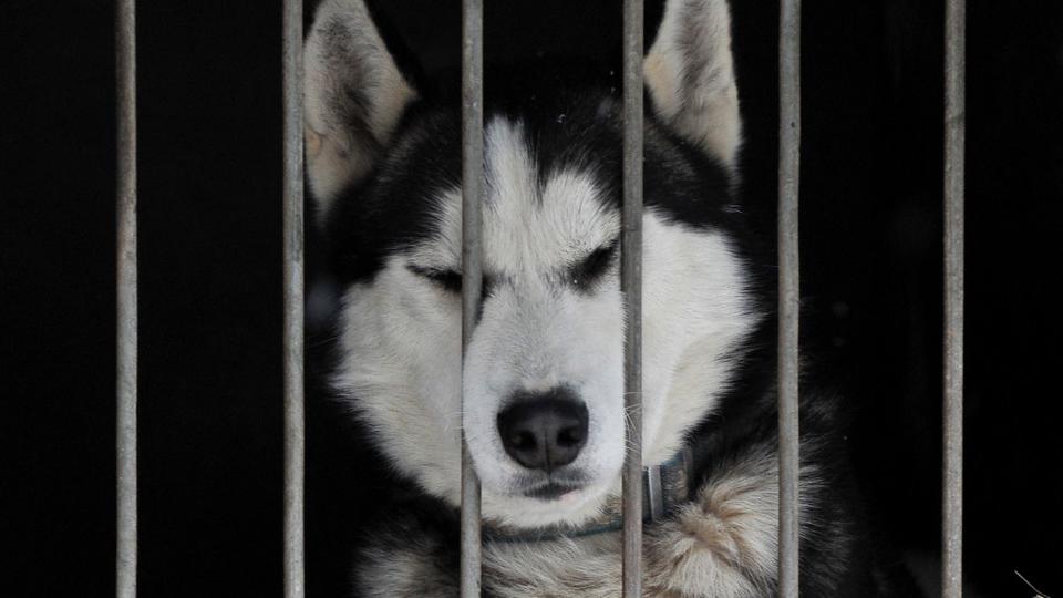 Essonne : un cas de rage canine détecté dans un refuge