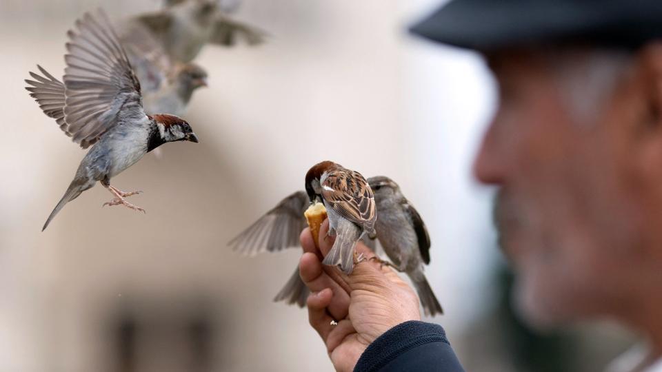 Paris : des nichoirs installés dans des «quartiers moineaux» pour faire revenir les oiseaux