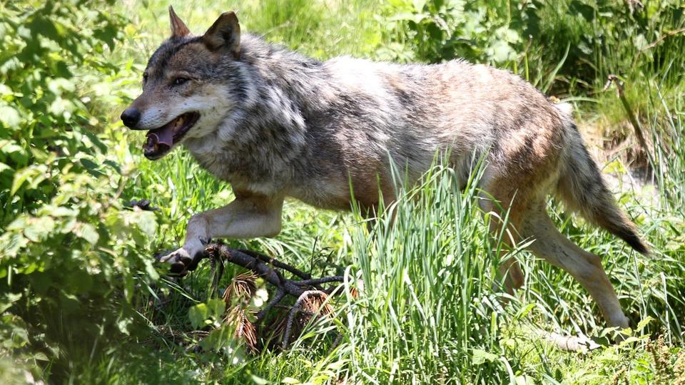 Hérault : un loup tué dans une collision avec un véhicule