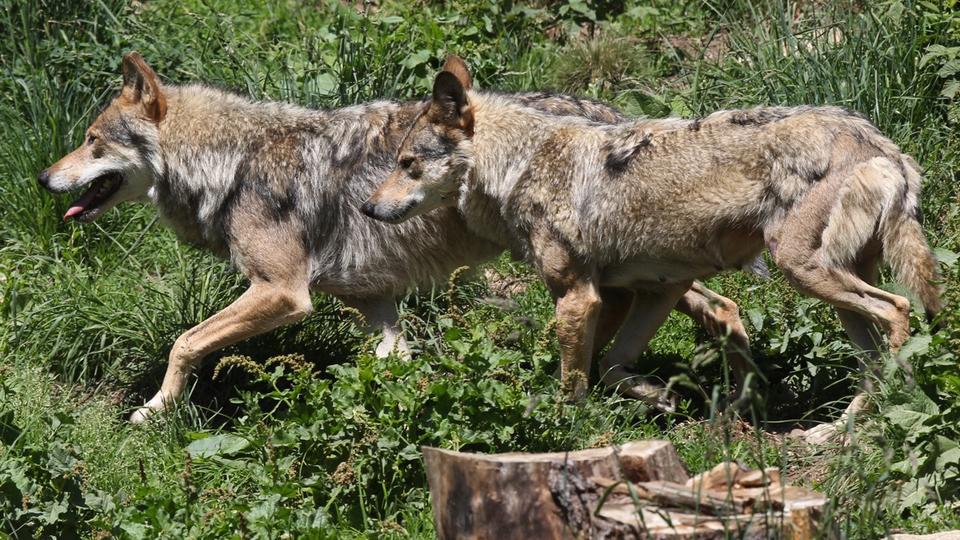 Meutes de loups : pourquoi sont-elles devenues un danger en Europe ?