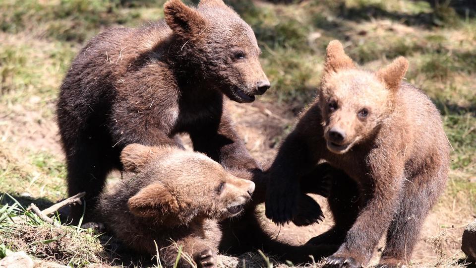 Pyrénées : 76 ours vivent dans le massif français