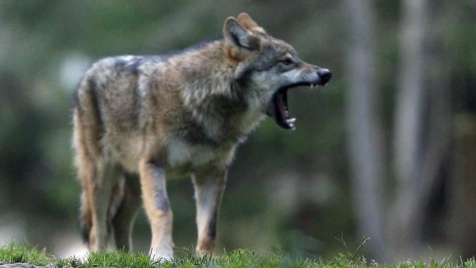 «Tuer les loups» : le président de la Coordination rurale de la Creuse visé par une enquête