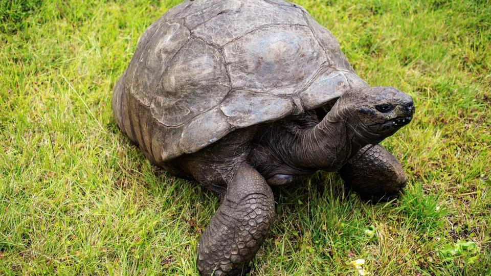 Animaux : la plus vieille tortue du monde fête ses 190 ans