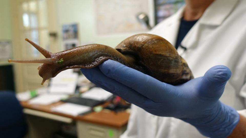 Etats-Unis : une invasion de dangereux escargots géants provoque la mise en quarantaine d'une partie de la Floride