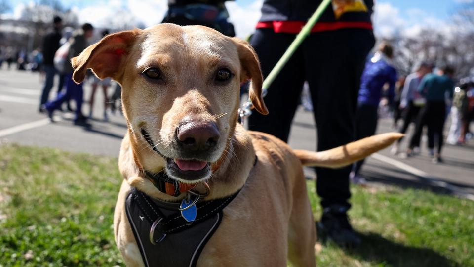 Gard : le championnat de France de canicross annulé après la mort de plusieurs chiens empoisonnés