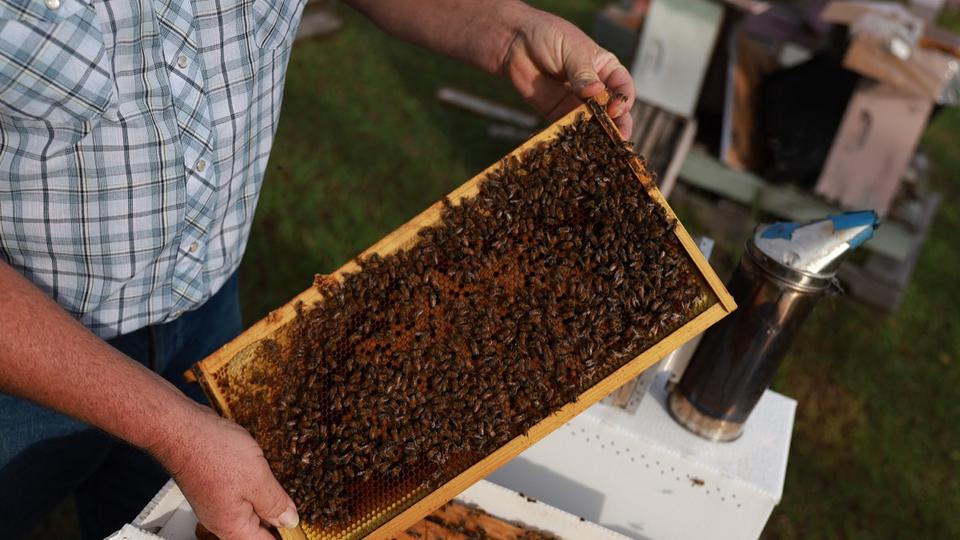 Autriche : les abeilles jugées trop foncées menacées d'éradication