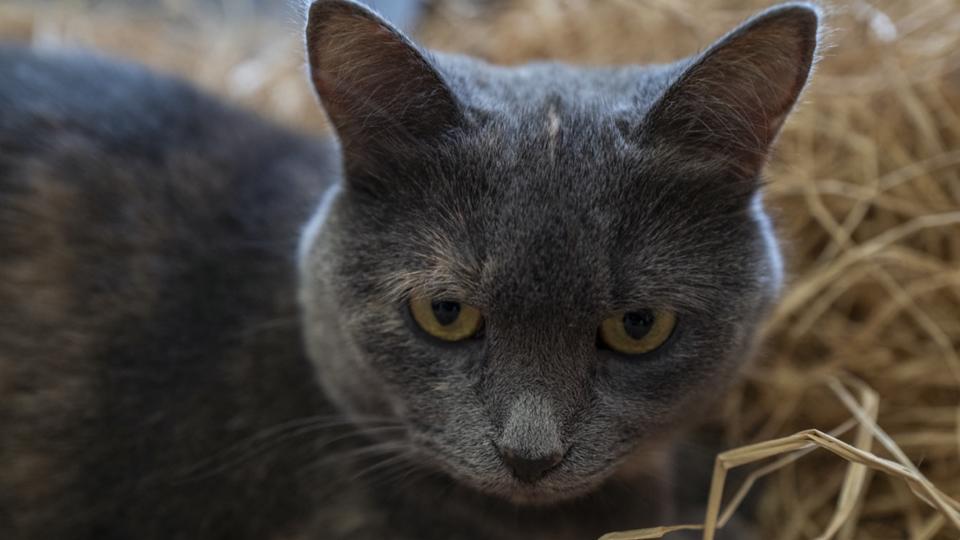 Lot-et-Garonne : un retraité tue le chat de sa voisine avec une cisaille