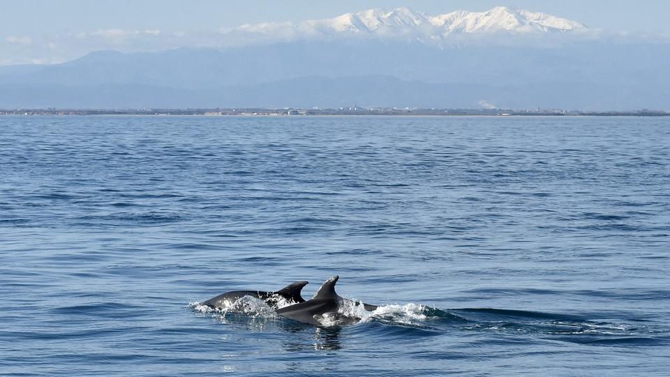 Chasse aux dauphins : les îles Féroé s'attaquent à une tradition historique