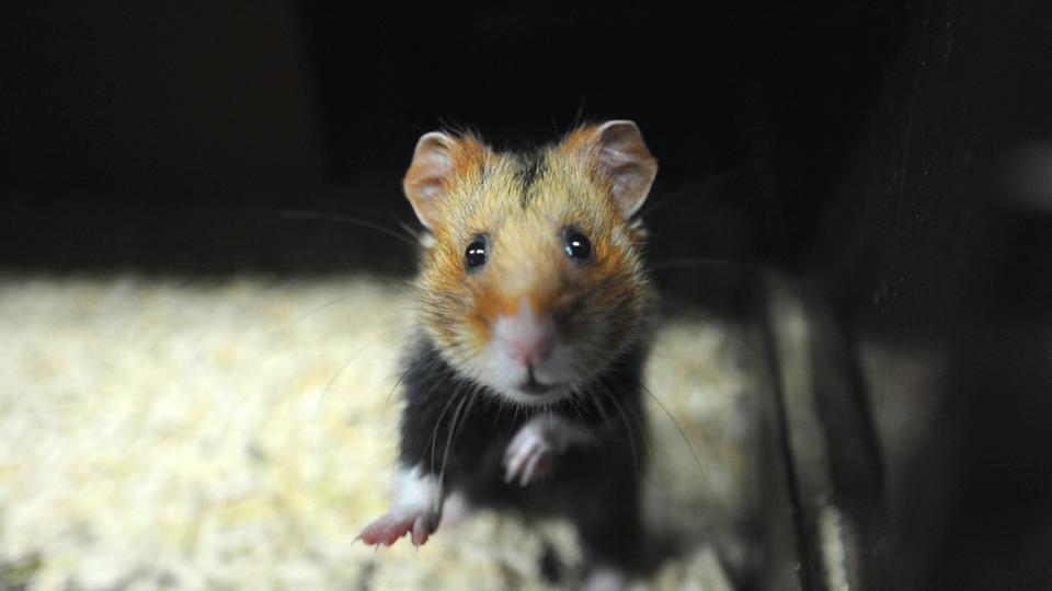 Des scientifiques créent accidentellement une horde de hamsters violents