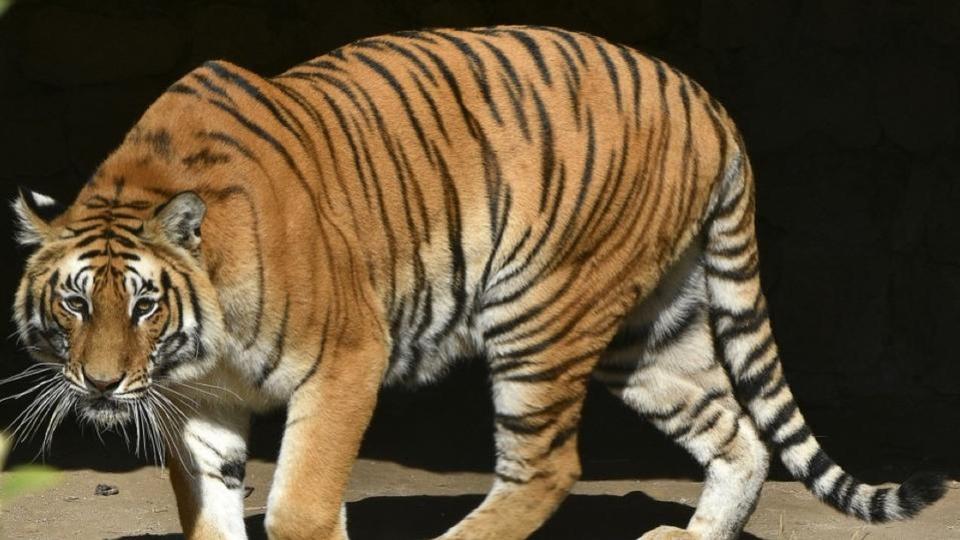 Maltraitance animale : un dresseur de tigres condamné