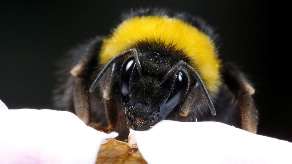 Canada : 5 millions d'abeilles s'échappent d'un camion