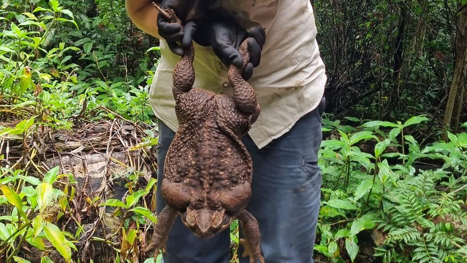 Vidéo : surnommé «Toadzilla», un crapaud géant de près de 3 kg découvert en Australie