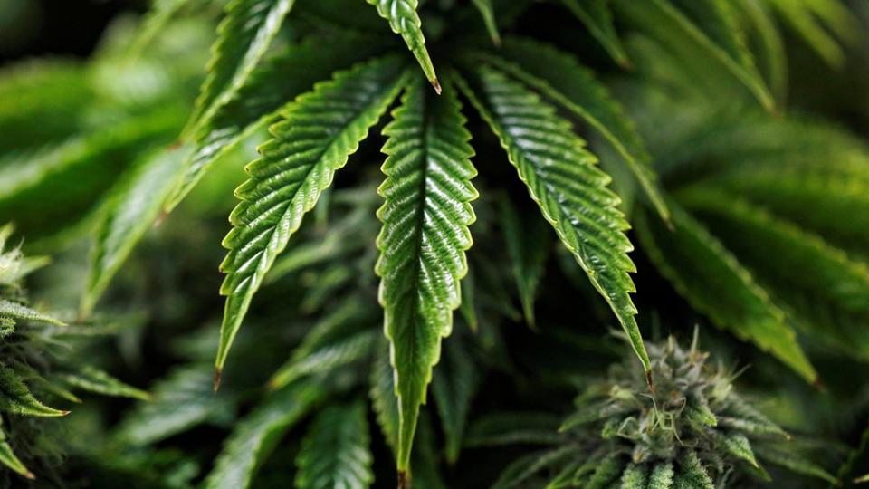 HHC : l'agence du médicament interdit ce dérivé du cannabis, désormais classé comme stupéfiant
