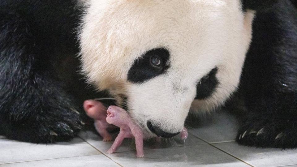 Corée du Sud : vague d'enthousiasme après la naissance de jumelles pandas géants