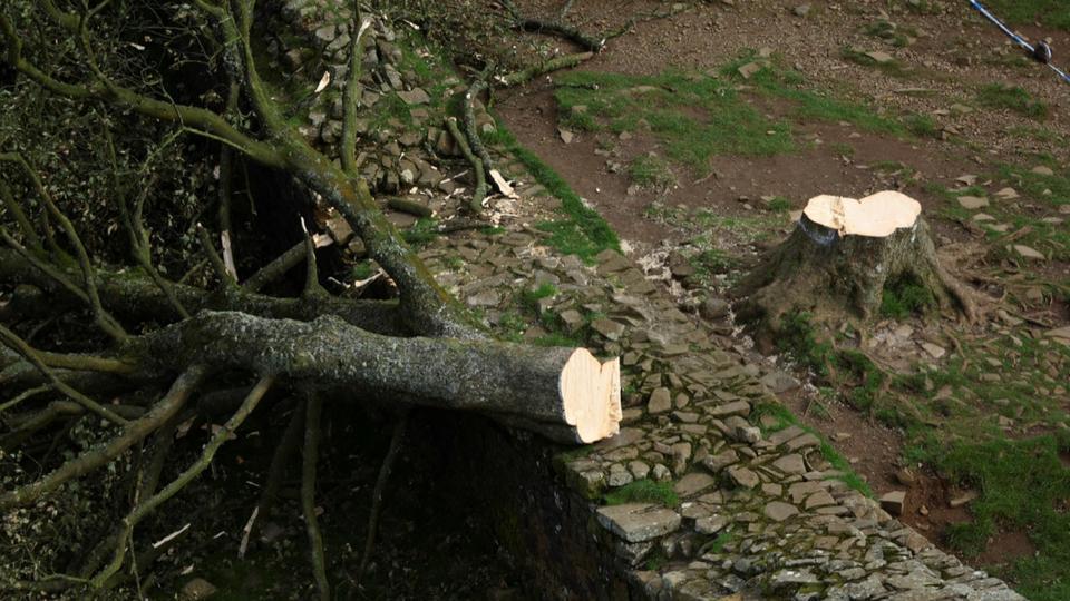 Royaume-Uni : un adolescent de 16 ans abat un arbre vieux de 200 ans et suscite un tollé