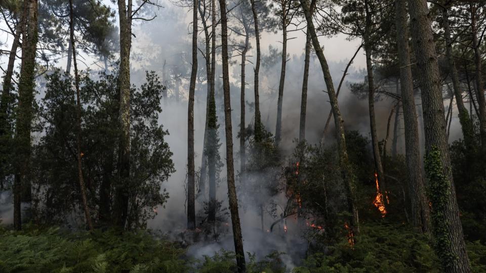 Incendies en Gironde : que sont les «pins-bouteilles» en partie responsables de la propagation du feu ?