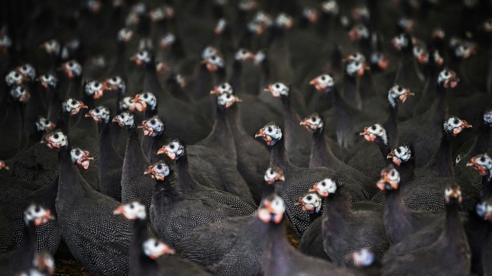 Grippe aviaire : le gouvernement veut vacciner les volailles dès l'automne 2023