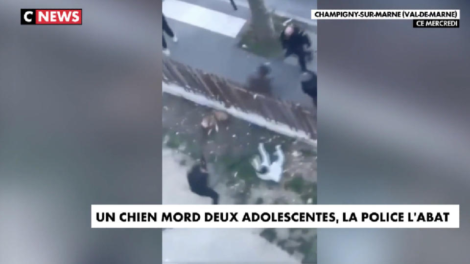 Val-de-Marne : un chien mord deux adolescentes, la police l'abat