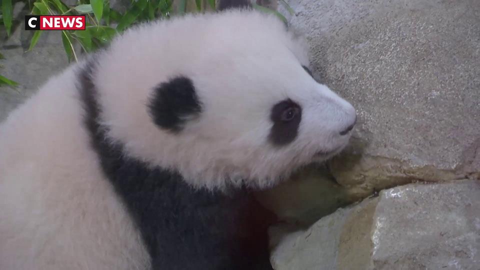 Au zoo de Beauval, les bébés pandas à l'assaut des défis diplomatiques