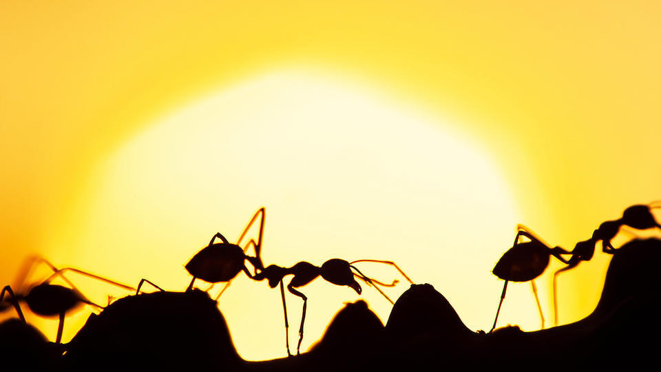 Invasion de fourmis : voici 7 astuces naturelles pour les éloigner d'une maison