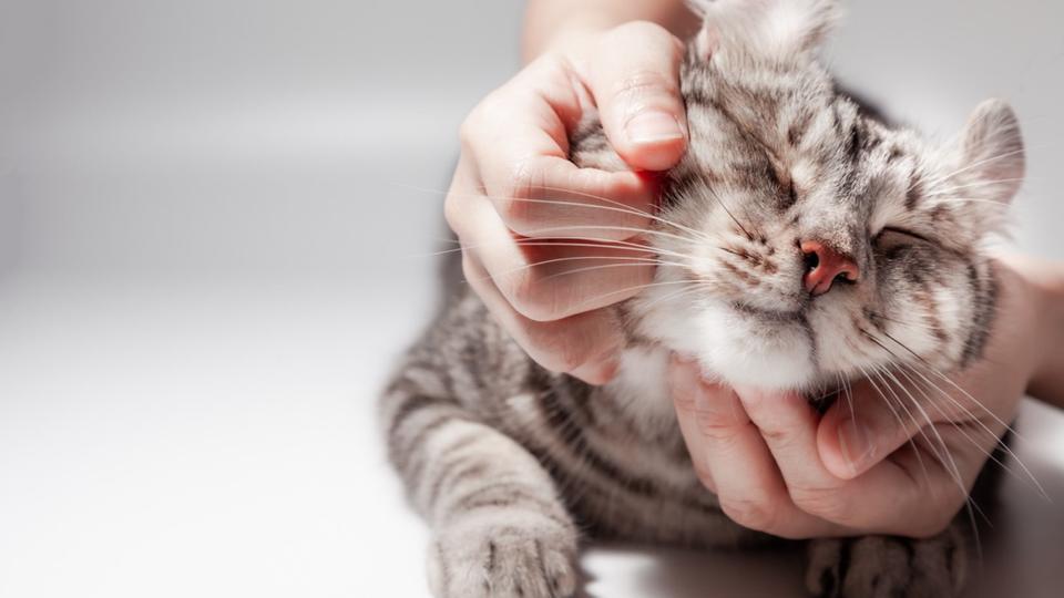 Ces 10 comportements qui signifient que votre chat vous aime