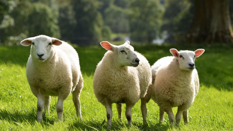 Grèce : des moutons dévorent plus de 270 kg de cannabis, leur comportement étrange les trahit