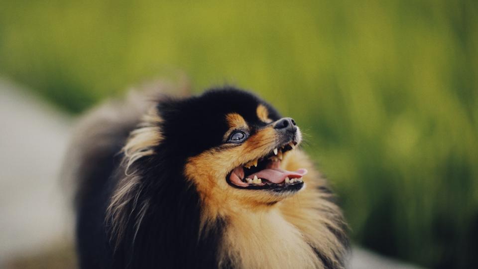 Sarthe : une meute de chasse à courre tue une chienne dans un jardin privé sous les yeux de sa propriétaire