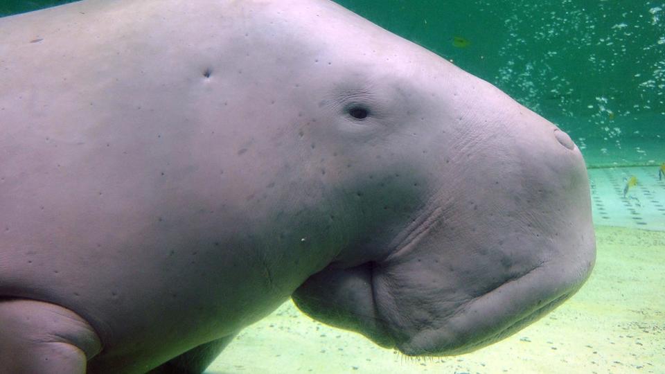 COP15 : dugongs, ormeaux, corail cierge... la liste rouge des espèces menacées s'allonge encore
