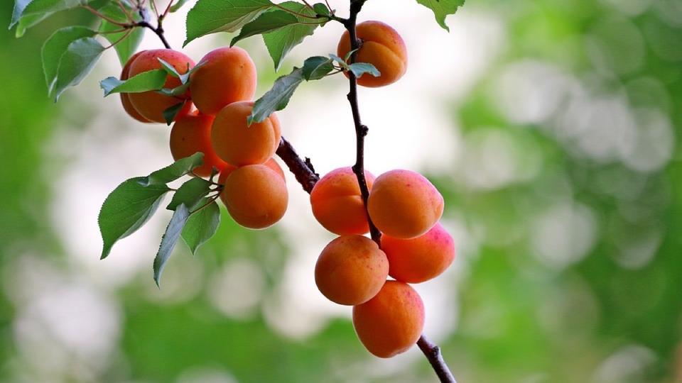 Sécheresse : voici les 5 arbres fruitiers les plus résistants