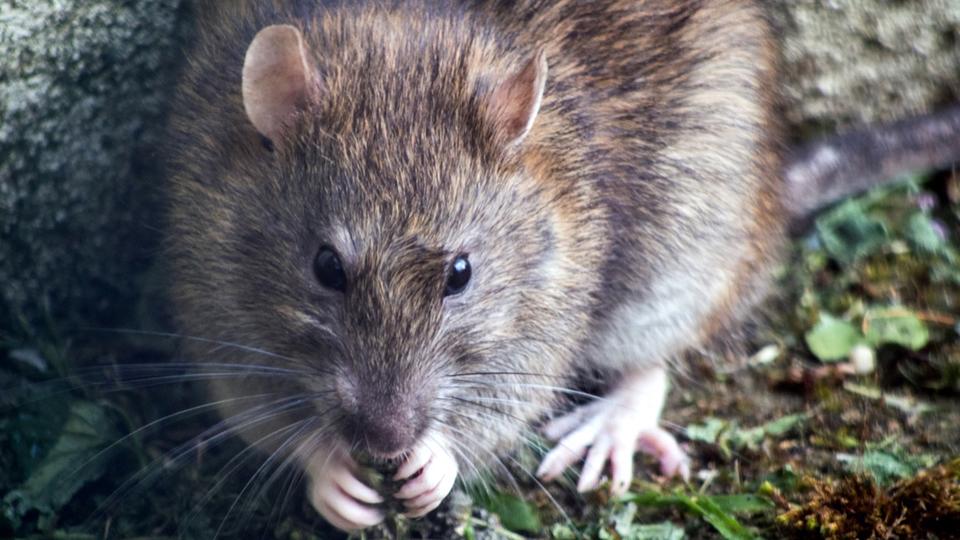 Prolifération des rats : cette mairie fait appel à des furets pour régler le problème