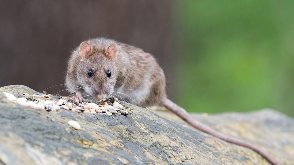 Les rats auraient le pouvoir de l'imagination d'après une étude