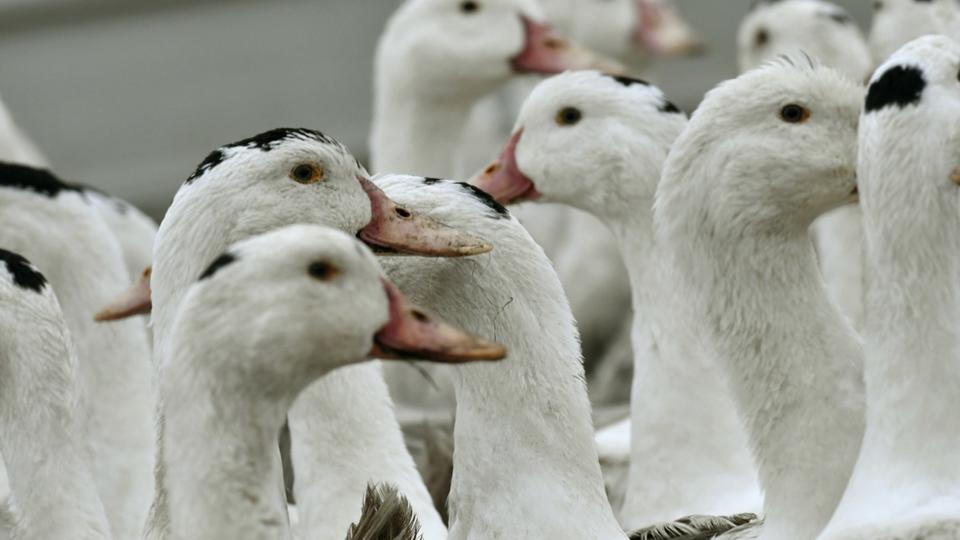 Grippe aviaire : un foyer détecté dans un élevage des Landes