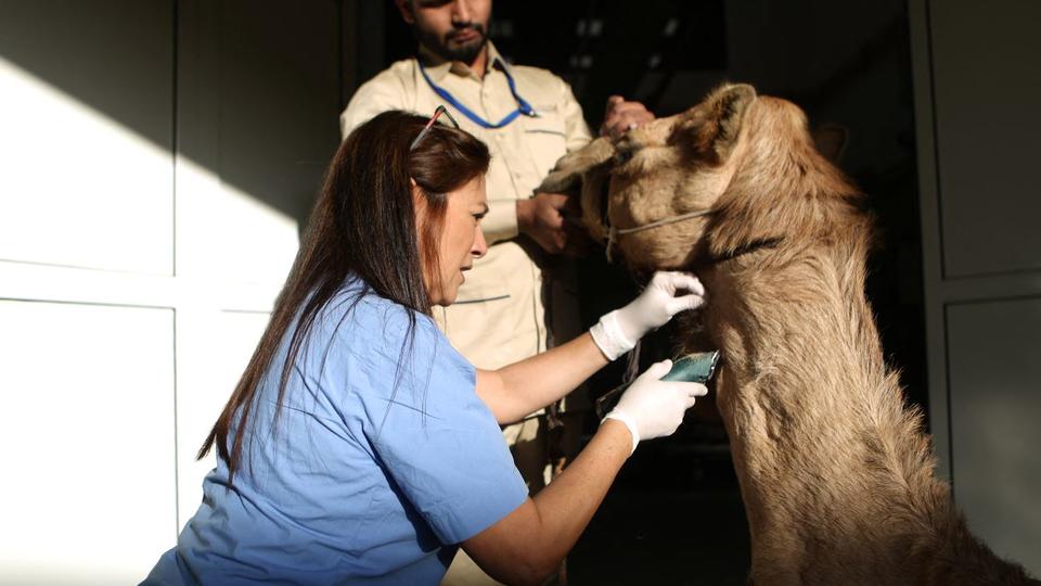 Sanofi étudie des chameaux pour trouver un traitement contre le cancer